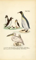 Tordalk, Papageitaucher, Königspinguin und Pelikan