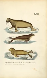 Seelöwe, Pelzrobbe und Walross