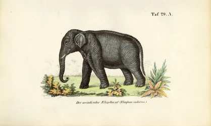 Der Asiatische Elefant