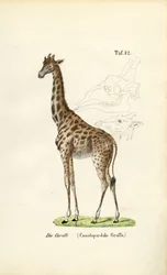 Die Giraffe
