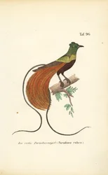 Der Rote Paradiesvogel