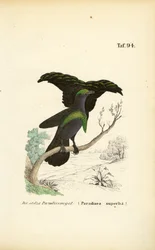 Das Prachtparadiesvogel