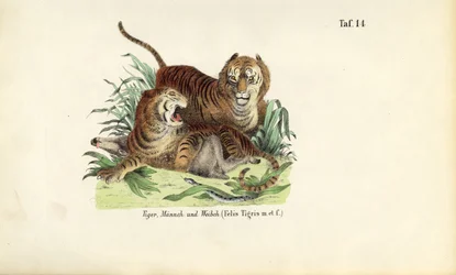 Tiger, Männlich und Weiblich