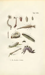 Verschiedene Insektenlarven und ihre Morphologie