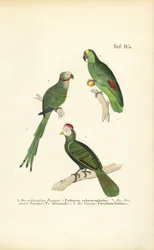 Verschiedene tropische Papageienarten