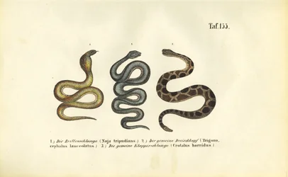 Giftige Schlangen: Indische Kobra, Fer-de-lance und Waldklapperschlange