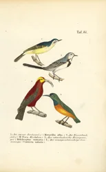 Bachstelzen und exotische Sonnenvögel