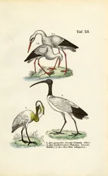 Weißstorch, Löffler und Heiliger Ibis