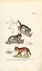 Wildkatzen mit anatomischen Details