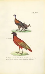 Wildtruthahn und Satyrtragopan