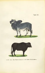Zebu und Büffel