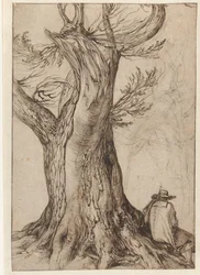 Studie eines Baumstamms