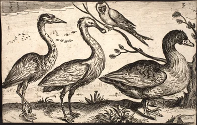 Reiher, Löffler, Vogel und Gans