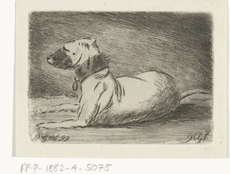 Liegender Hund mit Halsband