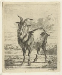 Stehende Ziege