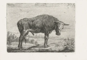 Stehender Stier