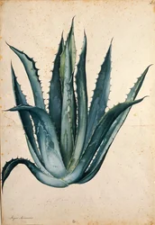 Jahrhundertpflanze (Agave americana) von Jacopo Ligozzi