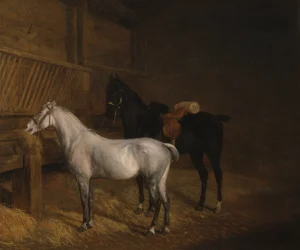 Ein graues Pony und ein schwarzes Schlachtross in einem Stall