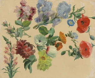 Studien von Sommerblumen