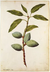 Mandel: Amygdalus communis, um 1568, von J.le Moyne de Morgue (um 1530-88)