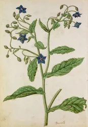 Borretsch: Borago officinalis, um 1568, von J.le Moyne de Morgue (um 1530-88)