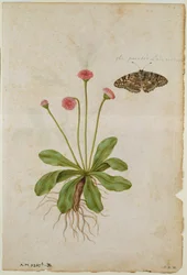 Gänseblümchen: und Distelfalter, um 1568, von J.le Moyne de Morgues (um 1530-88)