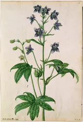 Rittersporn: Staphisagria (Stephanskraut), um 1568, von J.Le Moyne de Morgues (gest. 1588)