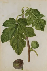 Feige: Ficus, um 1568, von J.le Moyne de Morgues (um 1530-88)