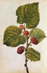 Maulbeere: Morus Nigra, um 1568