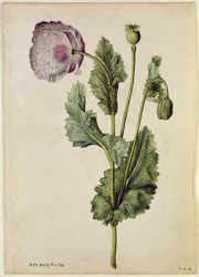 Mohn: Opium (Papaver somniferum), um 1568, von J.le Moyne de Morgues (um 1530-88)