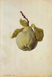 Quitte: Cydonia vulgaris, um 1568, von J.le Moyne de Morgues (um 1530-88)