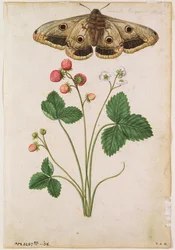 Erdbeere: Wild (Fragaria vesca) und Kaisermotte, um 1568, von J.le Moyne de Morgues (um 1530-88)
