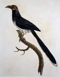 Rotgesicht-Malkoha (Phaenicophaeus pyrrhocephalus)