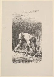 Der Schnitter