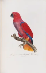 Premiere variete du Grand Lori, graviert von Langlois, ca. 1801-05