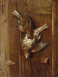 Tote Vögel (Drossel und Wacholderdrossel)