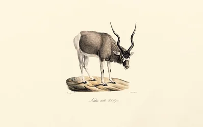 Addax-Antilope (Winterfell)