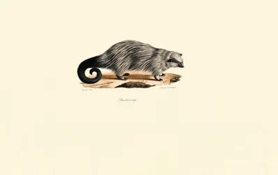 Afrikanisches Borstenhörnchen