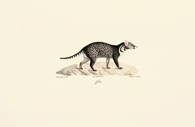 Afrikanische Zibetkatze