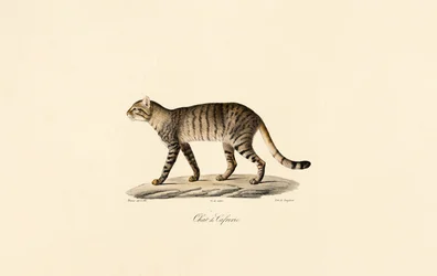 Afrikanische Wildkatze