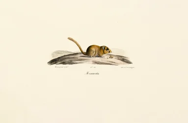 Amerikanische Hirschmaus