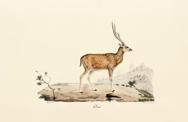 Axishirsch