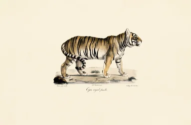 Bengalischer Tiger (Weiblich) in Seitenansicht