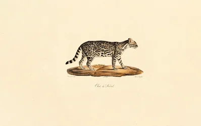 Brasilianische Tigerkatze