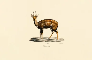 Buschbock (Männlich)