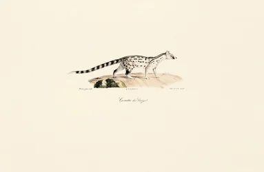 Ginsterkatze