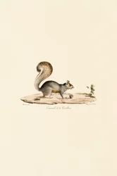 Östliches Grauhörnchen