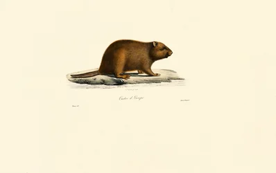 Europäischer Biber
