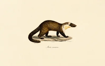 Europäischer Baummarder