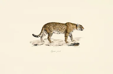 Weiblicher Jaguar